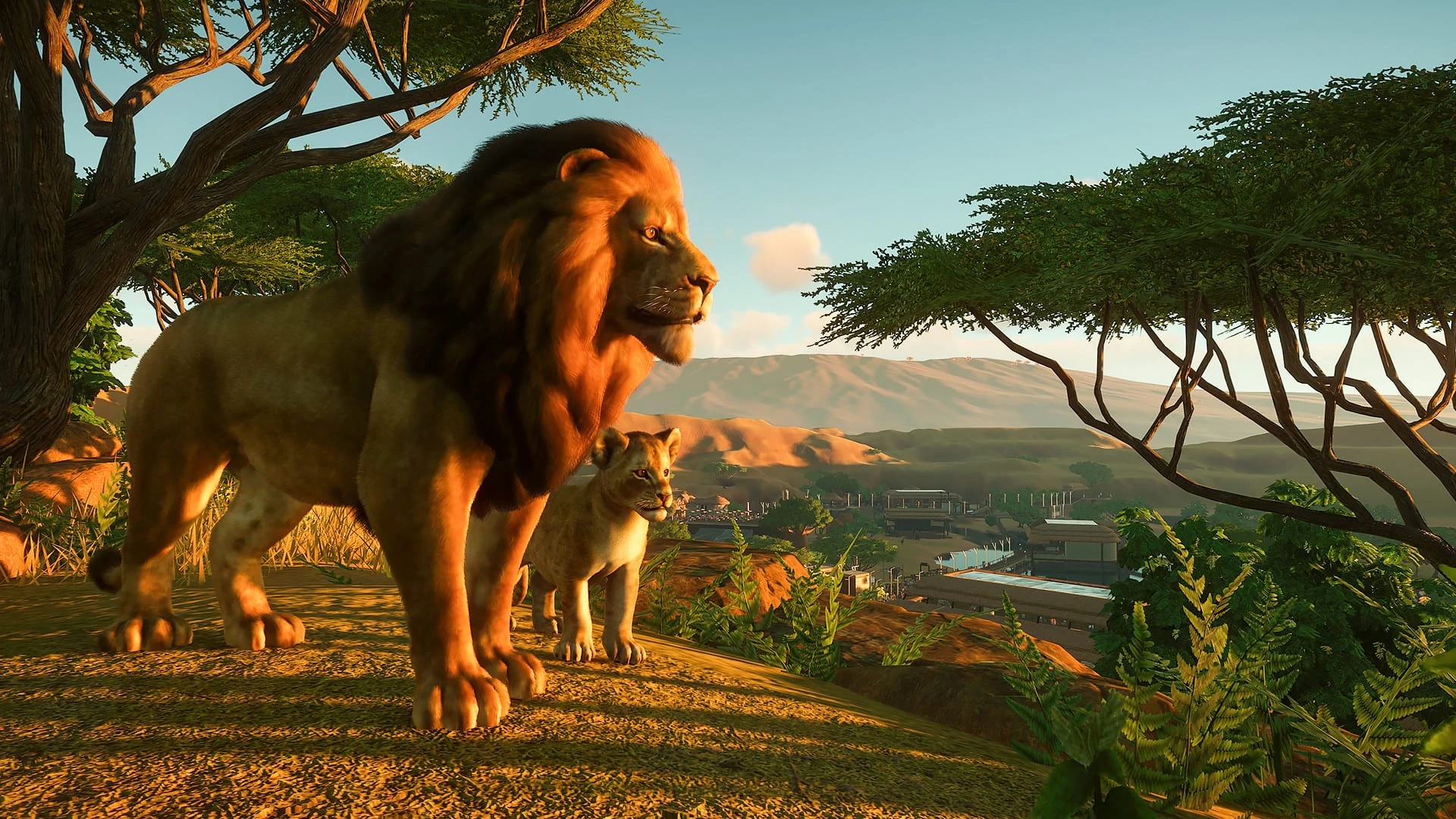 Un león de melena oscura y una leona sobre una loma de la sabana al atardecer, con acacias y el zoo al fondo